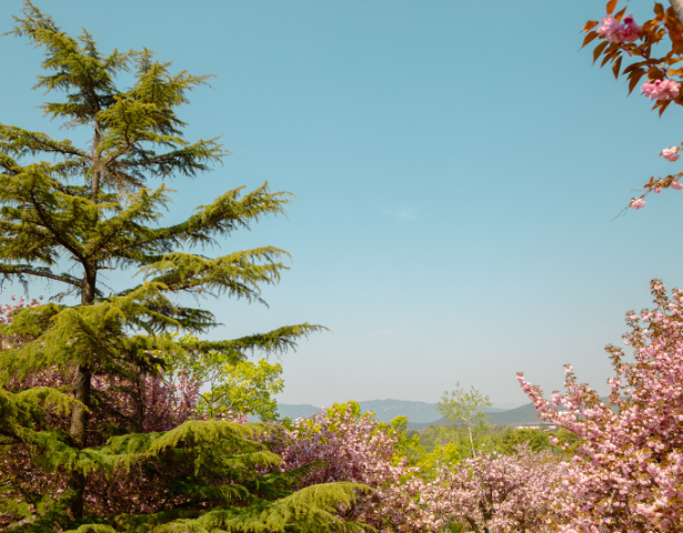 SOUTH KOREA – MIND, BODY & SEOUL: FLEETING LIFE™ - Image 3